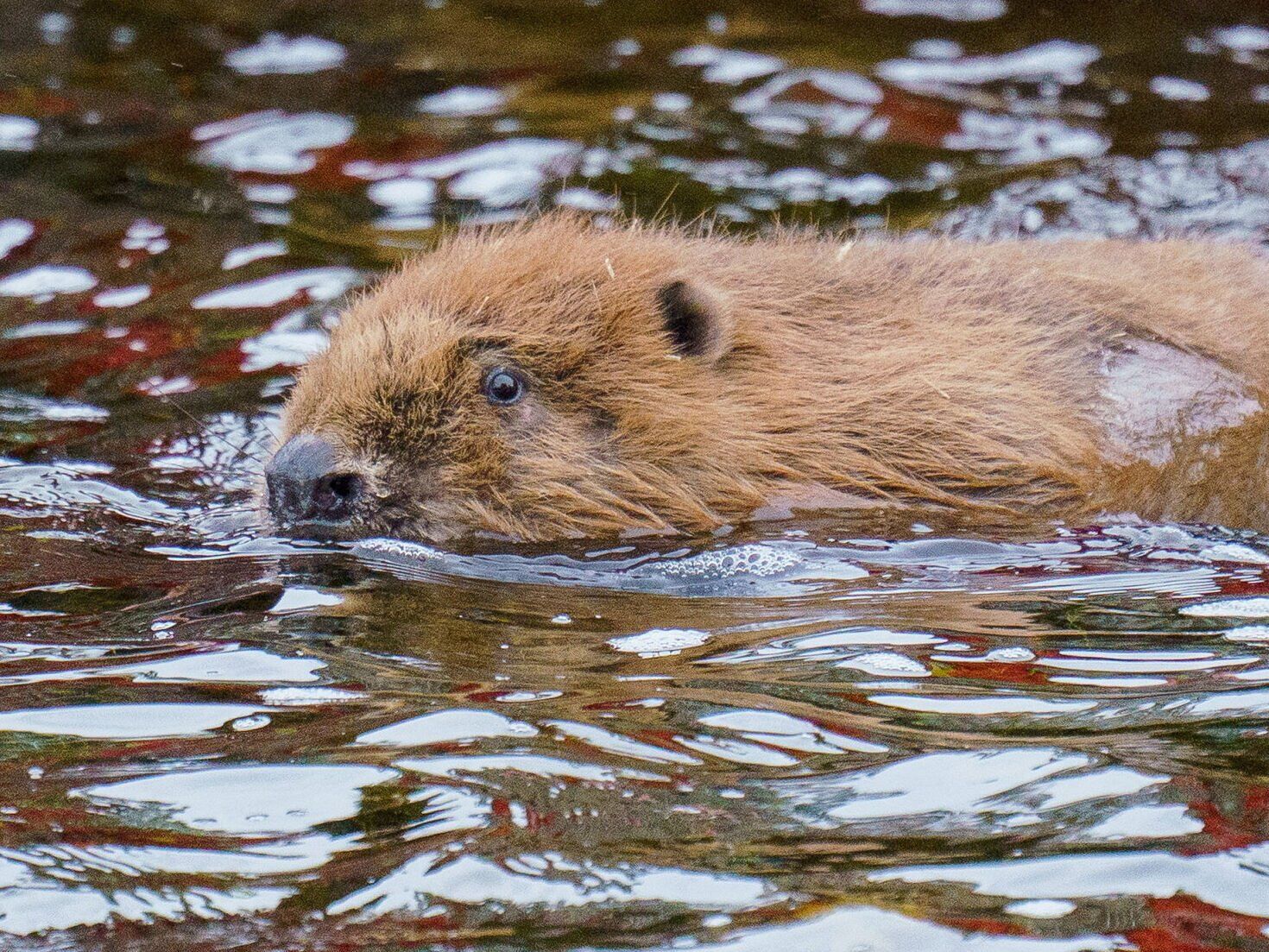 Beavers reintroduced to place they’ve been extinct for 400 years